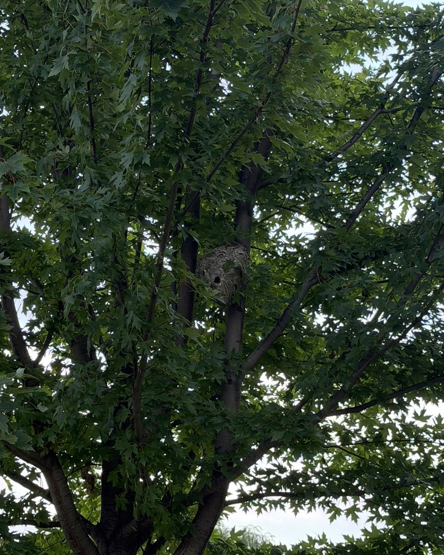 Large grey paper hornet nest built high in the branches of a maple tree in Tillsonburg