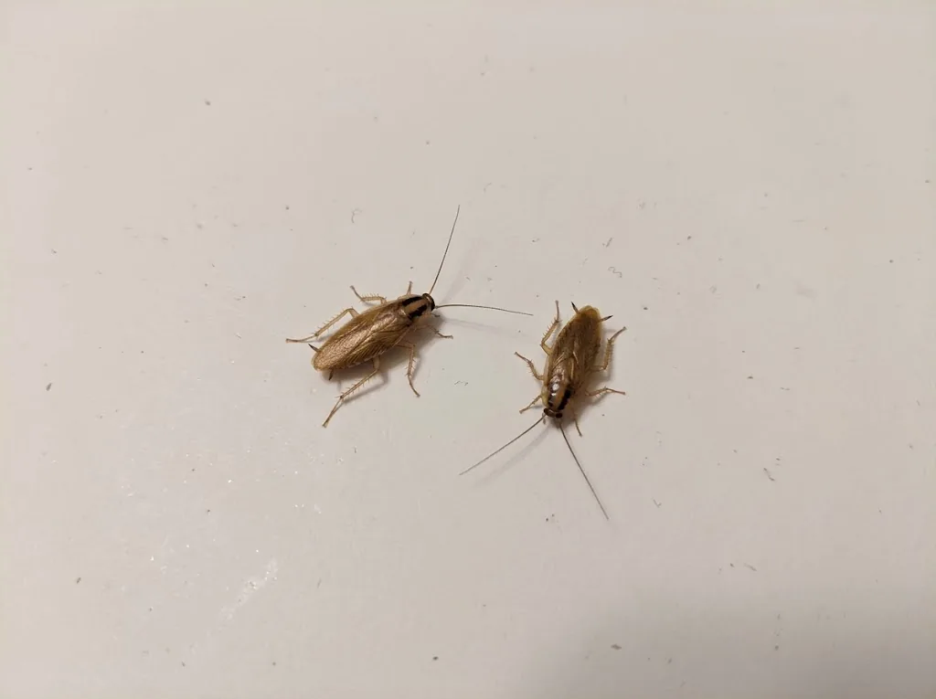 Two adult German cockroaches with tan wings and two dark stripes on the shield behind the head