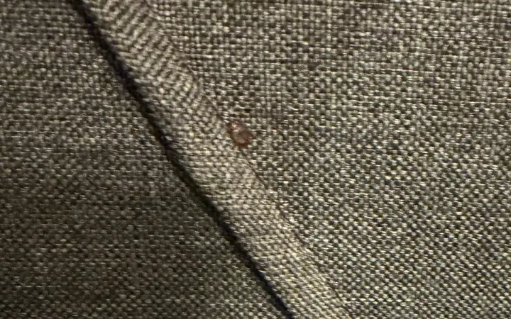 Bed bug beside the raised seam of brown woven upholstery