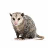 opossum close-up