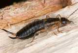 earwig close-up