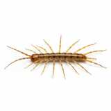 centipede close-up