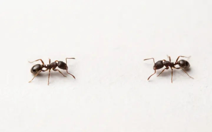 Illustration of two brown pavement ants viewed from the side on a light background