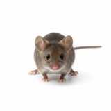 mouse close-up