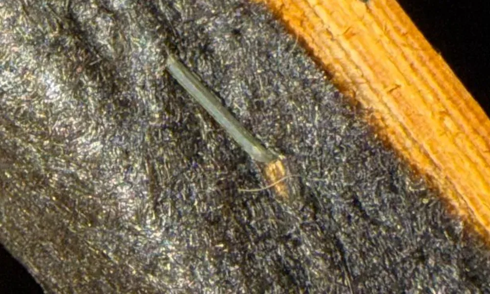 Staple holding the black dust cover to the wooden frame underneath a couch