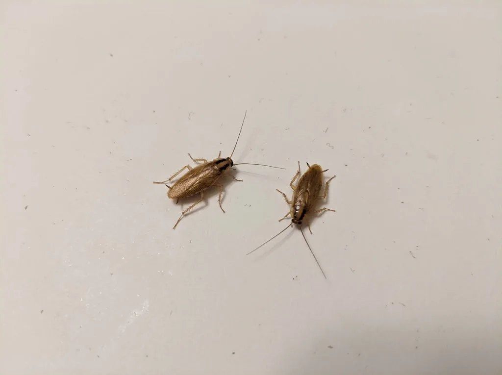 Two adult German cockroaches on a white surface
