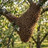 bee swarm close-up