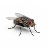 flies close-up