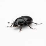 beetle close-up