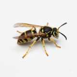 wasp close-up