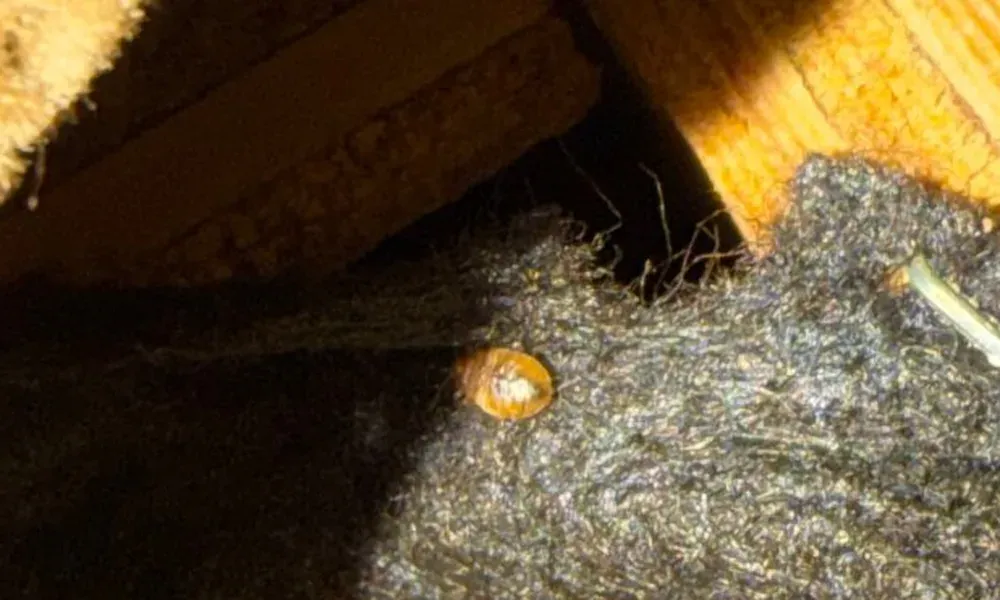 Close-up of a reddish-brown bed bug on the black fabric dust cover under a sofa