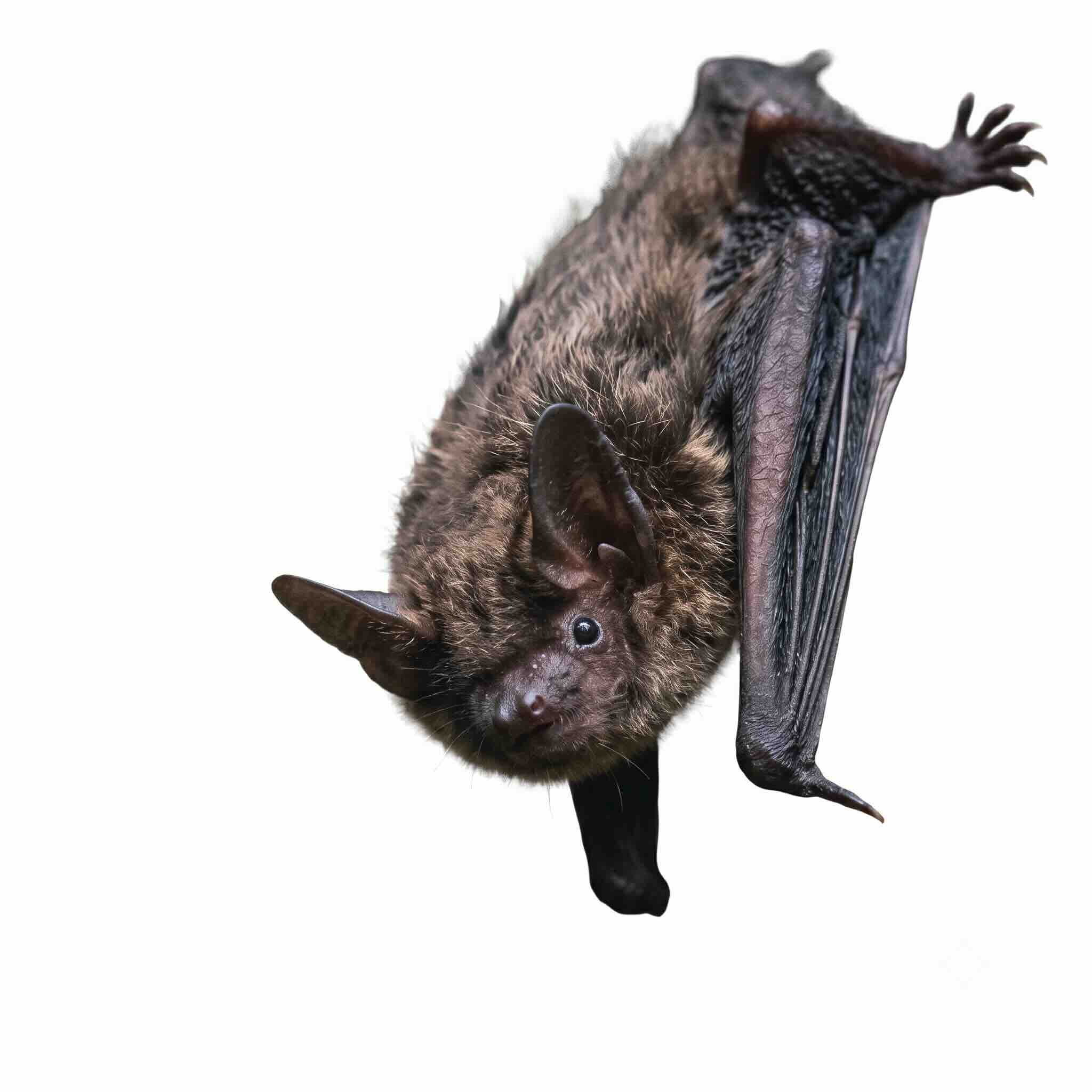Bat Removal