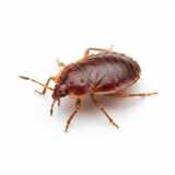 bed bug close-up