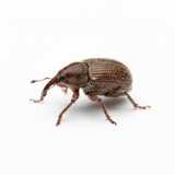 weevil close-up