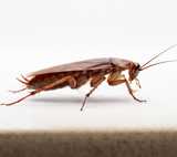 cockroach close-up