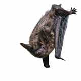 bat close-up