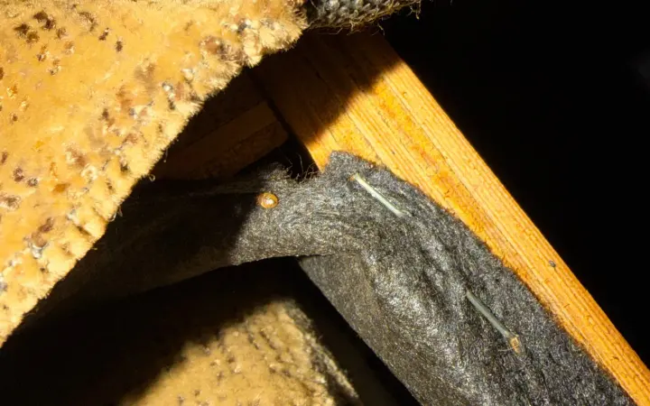 Bed bug on the black dust cover under a couch, next to the wooden frame and a staple line