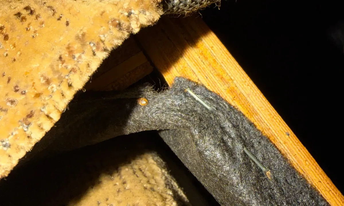 Bed bug on the black dust cover under a couch, next to the wooden frame and a staple line