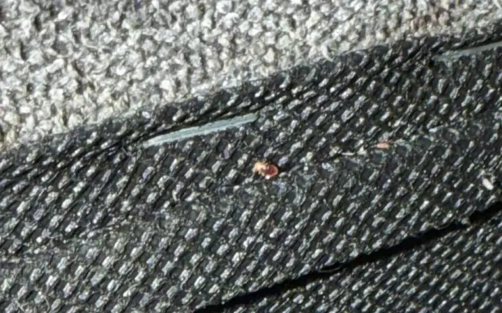 Wider view of a bed bug on dark upholstery between fabric seams