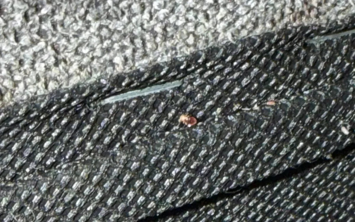 Wider view of a bed bug on dark upholstery between fabric seams