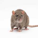 rat close-up