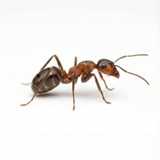 ant close-up