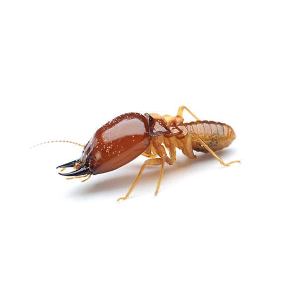 Termite Extermination